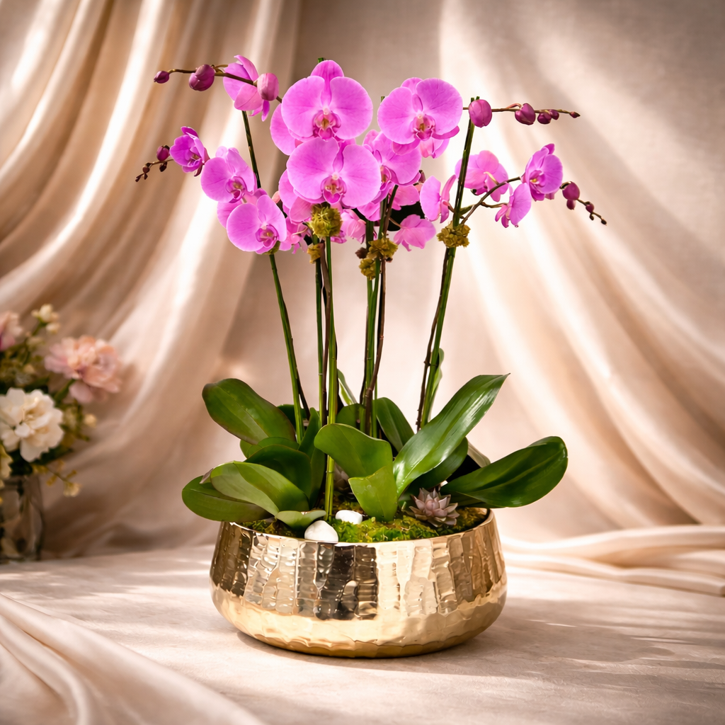 AF0 600-2 Luxury Pink Phalaenopsis Orchid in Gold Bowl – Delivery Miami Same Day