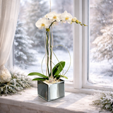 AFO 130-1 White Phalaenopsis Orchid Winter Window Floral Arrangement