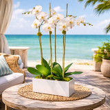 AFO 225-1 White Phalaenopsis Orchid Coastal Luxury Floral Arrangement