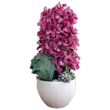 AFV 300-3 Magenta Orchid in White Ceramic Pot – Delivery Miami Same Day