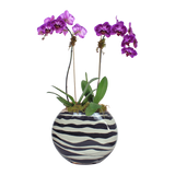 AFO 200-1 Purple Orchid Double Stem Zebra Glass Vase Floral Arrangement