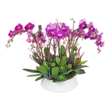 AF0 600-1 Luxury Purple Orchid & Succulent in Ceramic Bowl – Delivery Miami Same Day