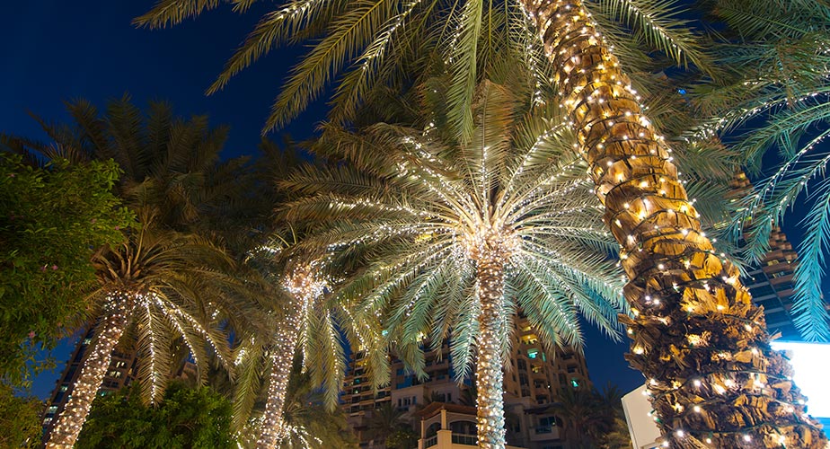 Palm Tree Lighting Service  Miami