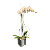 AFO 130-1 White Phalaenopsis Orchid Winter Window Floral Arrangement