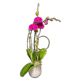 AFO 150-1 Pink Phalaenopsis Orchid Harvest Elegance Floral Arrangement