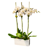 AFO 225-1 White Phalaenopsis Orchid Coastal Luxury Floral Arrangement
