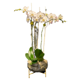 AF0 360-1 White Phalaenopsis Orchid Garden – Same Day Flower Delivery Miami