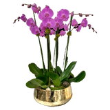 AF0 600-2 Luxury Pink Phalaenopsis Orchid in Gold Bowl – Delivery Miami Same Day